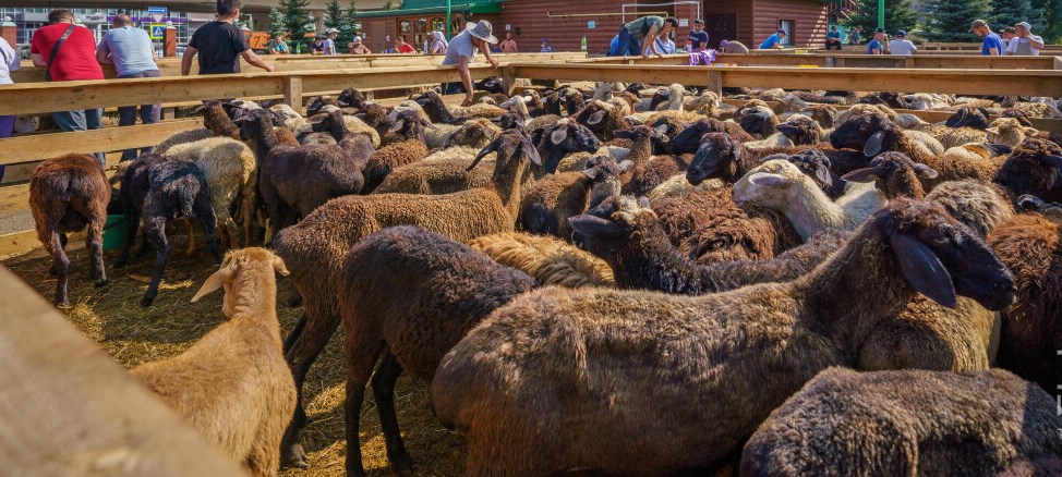 Разрешённые места для жертвоприношения животных на Курбан - Байрам в Московской области
