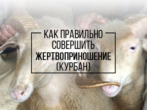 Курбан-Байрам. Что нужно знать о жертвоприношении