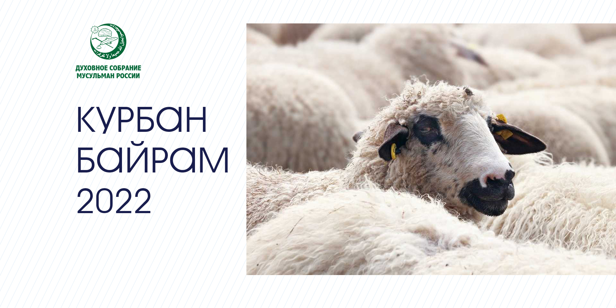 Курбан - жертвенное животное